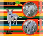 Small Italian Greyhuahua