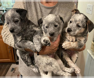 Australian Cattle Dog Puppy for sale in COTTONWOOD, CA, USA