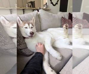 Zeus - Male Siberian Husky Dog for Adoption - Photo #5
