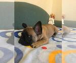 Small Photo #16 French Bulldog Puppy For Sale in BAY VIEW, WI, USA