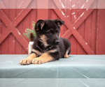 Small #1 German Shepherd Dog