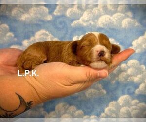 Maltipoo Puppy for sale in WINNSBORO, LA, USA