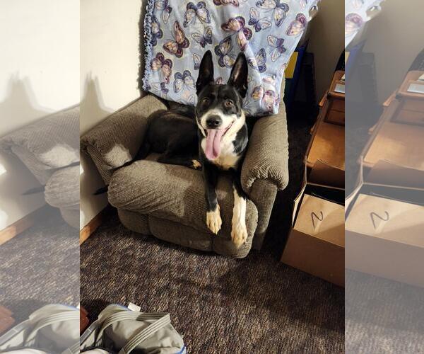 Medium Photo #1 Staffordshire Bull Terrier-Unknown Mix Puppy For Sale in Lyons, IL, USA