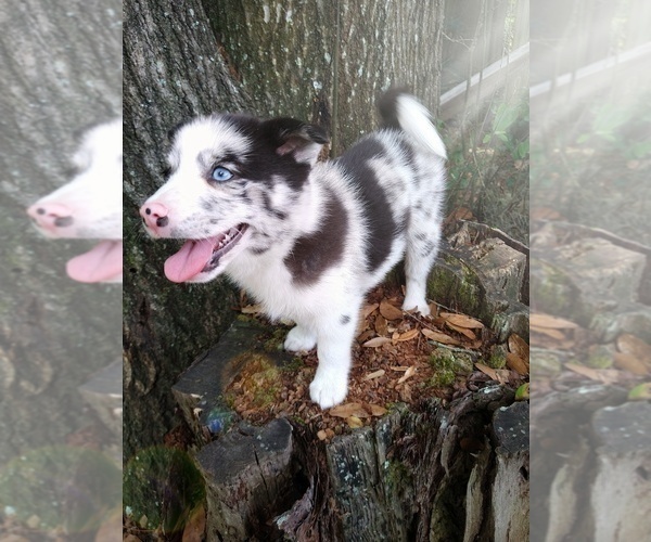 Medium Photo #5 Pomsky Puppy For Sale in ORANGE PARK, FL, USA