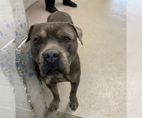 Medium Photo #1 Mutt Puppy For Sale in San Bernardino, CA, USA