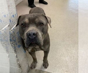 Mutt Dogs for adoption in San Bernardino, CA, USA