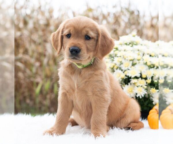 Medium Photo #5 Golden Retriever Puppy For Sale in NEWPORT, PA, USA