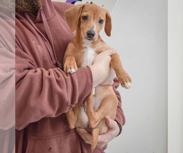Medium Photo #3 Whipbeagle Puppy For Sale in Huntley, IL, USA