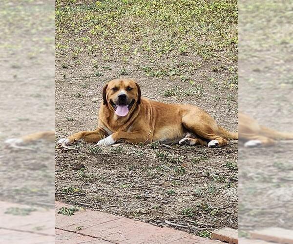 Medium Photo #1 Labrador Retriever-Unknown Mix Puppy For Sale in San Antonio, TX, USA