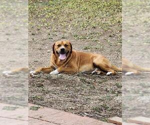 Labrador Retriever-Unknown Mix Dogs for adoption in San Antonio, TX, USA