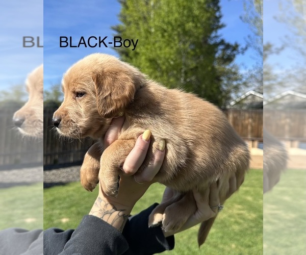 Medium Photo #12 Australian Labradoodle Puppy For Sale in STAR, ID, USA