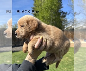 Medium Australian Labradoodle