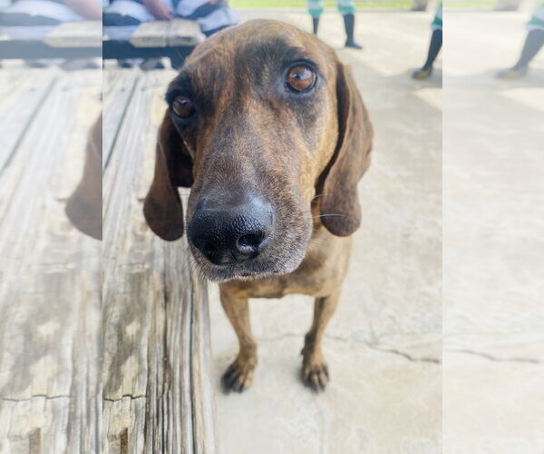 Medium Photo #3 Plott Hound-Unknown Mix Puppy For Sale in Jackson, MS, USA