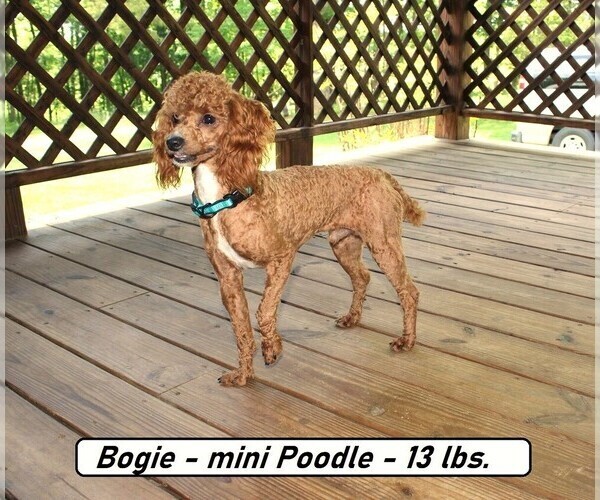 Medium Photo #1 Cock-A-Poo Puppy For Sale in CLARKRANGE, TN, USA