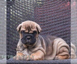 Cane Corso Puppy for sale in LANCASTER, PA, USA