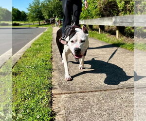 Panda - Female American Staffordshire Terrier Dog for Adoption - Photo #4