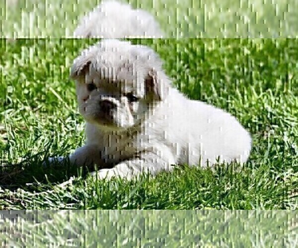 Medium Photo #12 French Bulldog Puppy For Sale in MIAMI, FL, USA