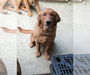 Golden Retriever Dogs for adoption in STANLEY, NC, USA