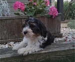 Puppy Buster Havanese