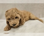 Small Photo #4 Goldendoodle (Miniature) Puppy For Sale in EAGLE MOUNTAIN, UT, USA