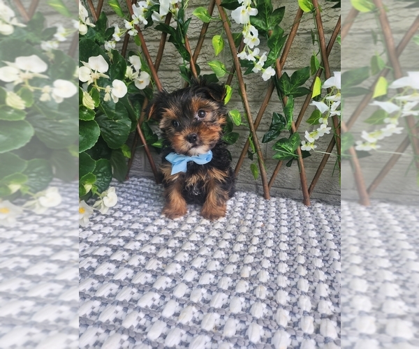 Medium Photo #8 Morkie-Yorkshire Terrier Mix Puppy For Sale in INDIANAPOLIS, IN, USA