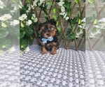 Small #7 Morkie-Yorkshire Terrier Mix