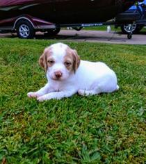 Brittany Puppy for sale in BRADFORD, PA, USA