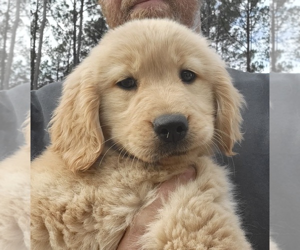 Medium Photo #9 Golden Retriever Puppy For Sale in STELLA, NC, USA