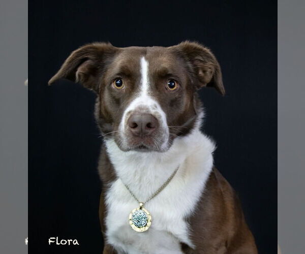 Medium Photo #1 Australian Shepherd-Unknown Mix Puppy For Sale in Hot Springs Village, AR, USA