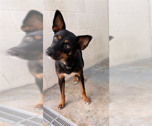 Labrador Retriever-Unknown Mix Dogs for adoption in Corpus Christi, TX, USA