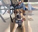 Duke - Male Great Dane-Unknown Mix Dog for Adoption - Small photo