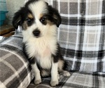 Puppy Puppy 2 Australian Shepherd