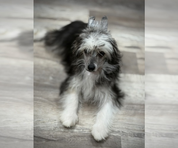 Medium Photo #3 Chinese Crested Puppy For Sale in BROOKSVILLE, FL, USA