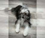 Small #2 Chinese Crested