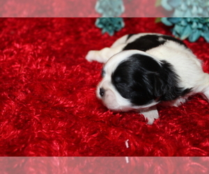 Shih Tzu Puppy for sale in THAYER, KS, USA