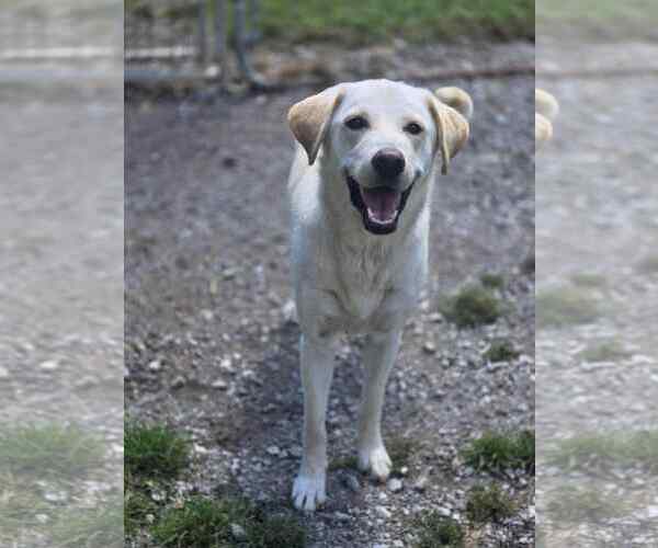Medium Photo #1 Labrador Retriever Puppy For Sale in Crandall, GA, USA