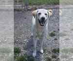 Small Labrador Retriever
