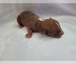 Puppy Puppy 3 Chiranian-Chiweenie Mix