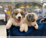 Small Photo #7 Australian Shepherd Puppy For Sale in HANOVER PARK, IL, USA
