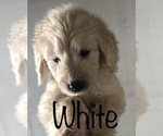 Small Photo #64 Goldendoodle Puppy For Sale in N HIGHLANDS, CA, USA