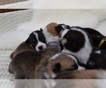 Small Photo #17 Pembroke Welsh Corgi Puppy For Sale in SOULSBYVILLE, CA, USA