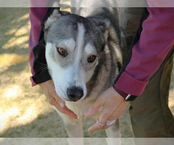 Medium Photo #1 Siberian Husky-Unknown Mix Puppy For Sale in Tallahassee, FL, USA