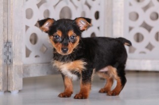 Dorkie Puppy for sale in MOUNT VERNON, OH, USA