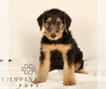 Small #2 Airedale Terrier