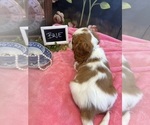 Small #6 Cavalier King Charles Spaniel