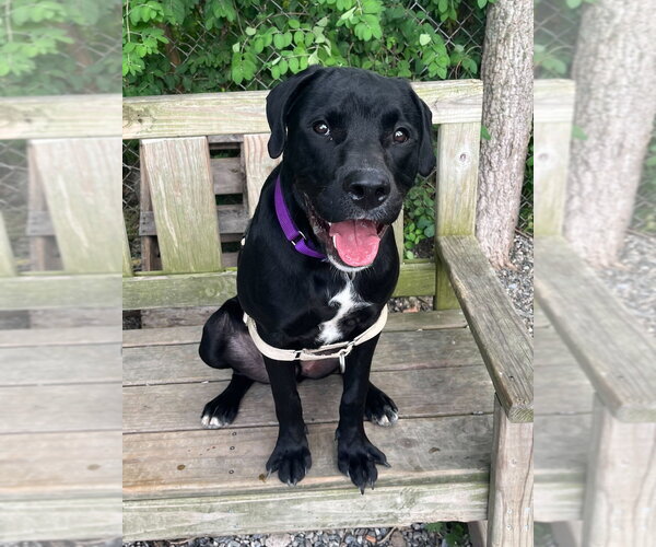Medium Photo #11 Mutt Puppy For Sale in Elmsford, NY, USA