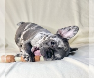 French Bulldog Puppy for Sale in STATEN ISLAND, New York USA