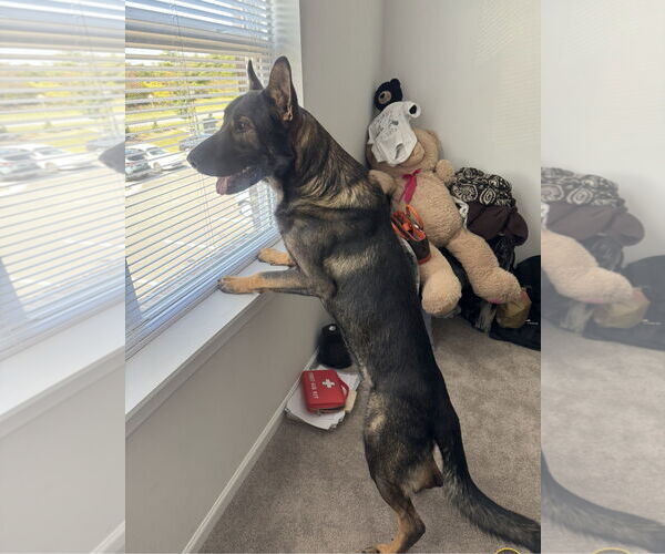 Medium Photo #3 German Shepherd Dog-Unknown Mix Puppy For Sale in La Grange , NC, USA