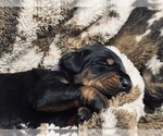 Puppy Purple Collar Doberman Pinscher