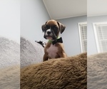 Small Photo #2 Boxer Puppy For Sale in LAKE ZURICH, IL, USA